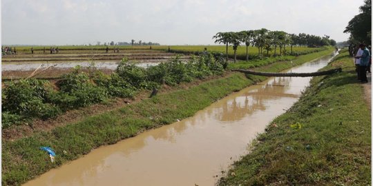Jaringan Irigasi Tersier di Jayapura Tingkatkan IP jadi 300 Persen