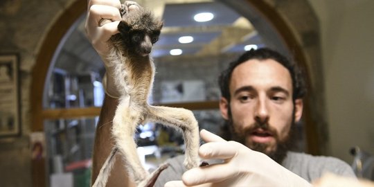 Lemur Madagaskar Terancam Punah
