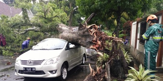 30 Menit Diguyur Hujan Serta Angin, 24 Pohon di Malang Tumbang Timpa Mobil
