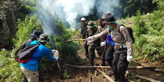 BNN Musnahkan 1,5 Hektare Lahan Ganja di Indrapuri Aceh