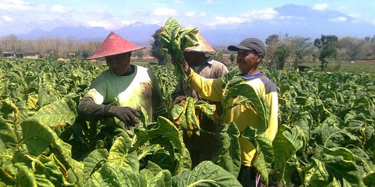 Pemerintah Diminta Buat Kerangka Regulasi Baru Produk Tembakau Alternatif