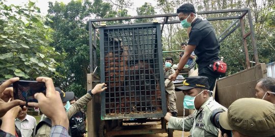 Surplus Harimau Sumatera, Medan Zoo Barter dengan Orangutan Milik Ragunan