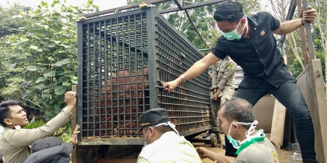 medan zoo barter koleksi satwa dengan ragunan