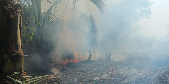 Karhutla di Samarinda Hanguskan 11 Hektare Lahan dalam Sepekan