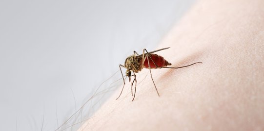 5 Jenis Nyamuk yang Juga Harus Diwaspadai Selain Aedes Aegepty