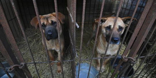 Potret Anjing di Rumah Jagal Korea yang Terancam Dijadikan Makanan