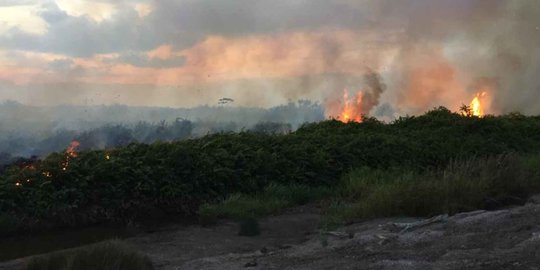 Kebakaran Hutan di Riau Meluas Hingga 996 Hektare