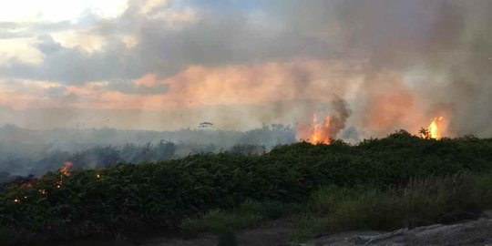 Kebakaran Hutan Parah Terjadi di Rupat Riau, Asap Ancam Kesehatan Warga