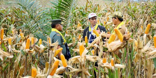 Estafet Panen Raya di Nusantara Penuhi Kebutuhan Jagung Nasional