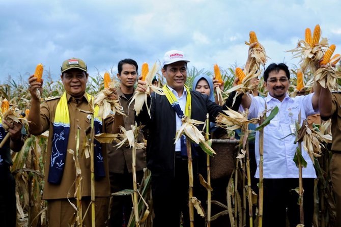 mentan amran sulaiman menghadiri acara panen raya jagung