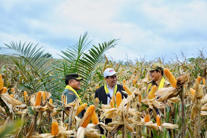 mentan amran sulaiman menghadiri acara panen raya jagung