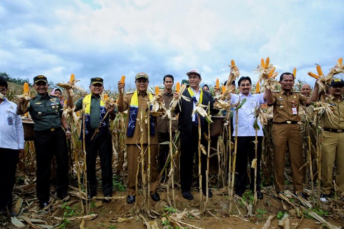 mentan amran sulaiman menghadiri acara panen raya jagung