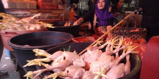 Harga Daging Ayam Anjlok, Peternak Minta Pemerintah Turun Tangan