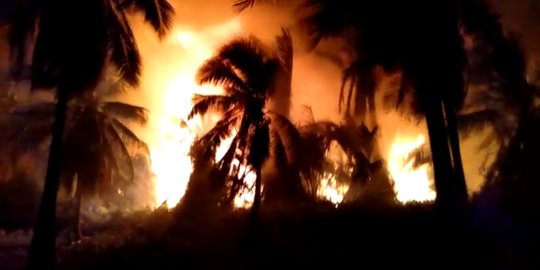 Api Setinggi Pohon Kelapa Hanguskan 20 hektare Kebun Warga Bengkalis