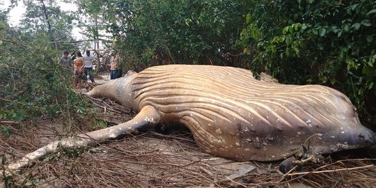 Misterius, Paus Bungkuk Ini Ditemukan Mati di Hutan Bakau Brasil