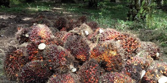 Petani Keluhkan Masih Ada Kesenjangan Dalam Penentuan Harga Kelapa Sawit