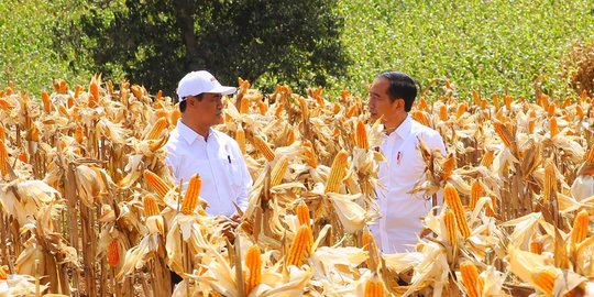 Panen Jagung di Gorontalo, Jokowi Bangga Produksi Meningkat Pesat dan Bisa Ekspor