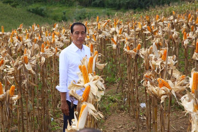 presiden joko widodo hadiri panen jagung di gorontalo