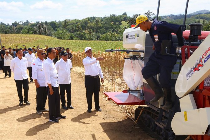 presiden joko widodo hadiri panen jagung di gorontalo