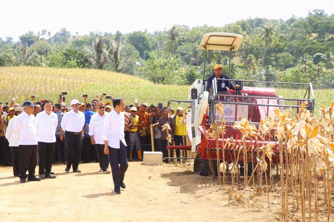 presiden joko widodo hadiri panen jagung di gorontalo