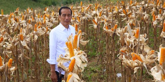 Presiden Jokowi: Perlu Ekspor untuk Jaga Harga Jagung Saat Musim Panen