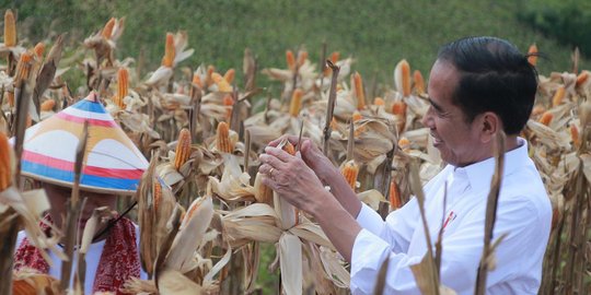 Jokowi Panen Jagung di Gorontalo