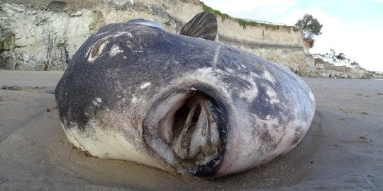 Penampakan Ikan Aneh yang Terdampar di Pantai California