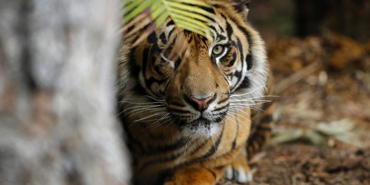 Bergumul dengan Harimau, Mardian Berhasil Lepaskan Diri
