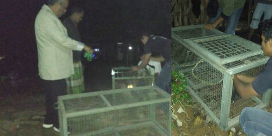 Heboh, Macan Tutul Masuk Pemukiman & Terkam 2 Kambing Milik Warga Serang