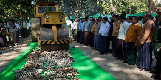 Myanmar Musnahkan Ratusan Gading Gajah dan Tanduk Hewan Ilegal