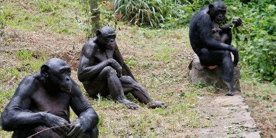 Menengok Kehidupan Kera Bonobo, Kerabat Terdekat Manusia di Kongo