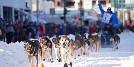 Serunya Perlombaan Kereta Luncur Anjing di Alaska