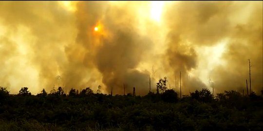 Kebakaran 200 Hektare Hutan dan Lahan di Meranti Tak Kunjung Padam