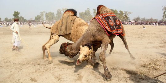 Melihat Tradisi Adu Unta di Pakistan