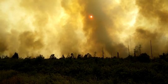 Kebun Sagu 25 Hektare Milik Warga Meranti Terbakar