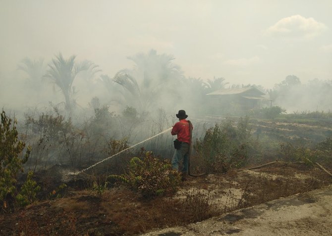 kebun sagu 25 hektare milik warga meranti terbakar