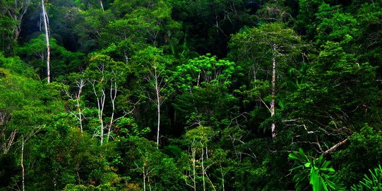 12,63 Juta Hektare Hutan Kaltim Dikepung 99 Izin Pemanfaatan Hasil Hutan