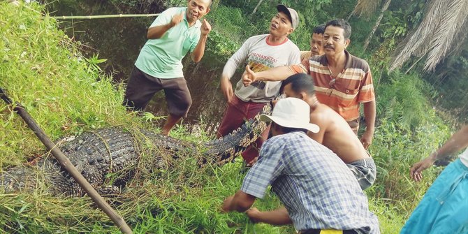 Warga Tangkap Buaya 3 Meter Kerap Muncul di Sungai Sordang