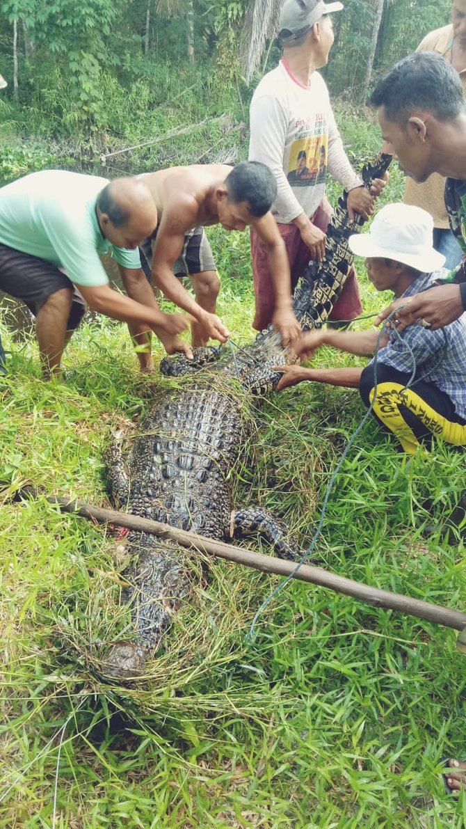 warga tapteng tangkap buaya sungai sordang