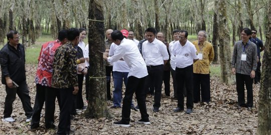 Jokowi: Harga Karet Mulai Membaik, Karet Bisa Untuk Aneka Bahan Industri dan Aspal