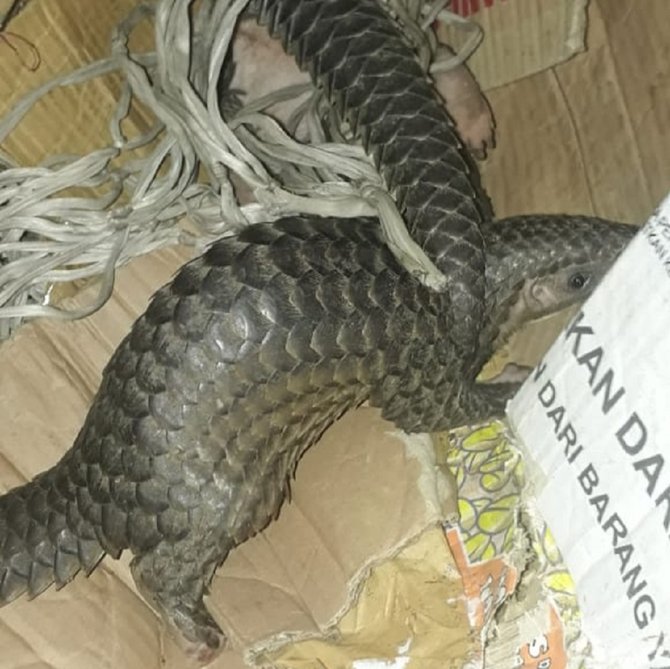 barang bukti hewan langka dilarang di jual