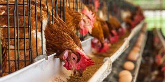 Peternak Minta Bantuan Ombudsman Atasi Murahnya Harga Jual Ayam