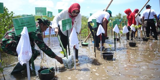 Cegah Cuaca Ekstrem Istri Menpora Tanam 5000 Pohon Mangrove