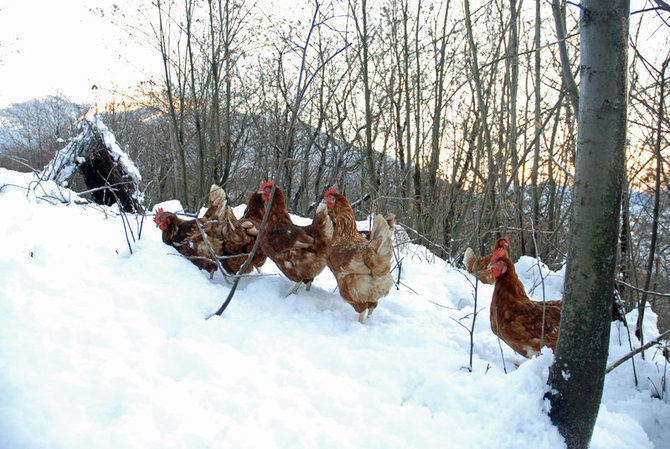 ayam ayam petelur massimo rapella