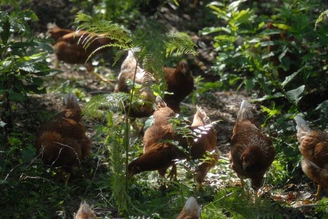 Unik Peternak Di Italia Budidayakan Ayam Petelur Di Hutan