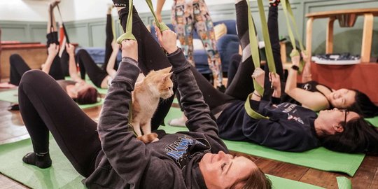 Relaksasi Yoga Bersama Kucing