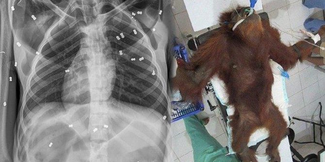 Orangutan di Aceh Tewas dengan 74 Peluru Bersarang Dalam Tubuh