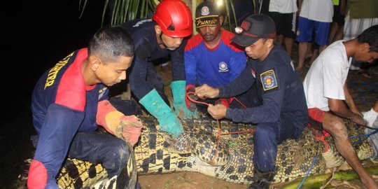 Petugas Tangkap Buaya 4,5 Meter Yang Seliweran di Sungai Api-api Bontang