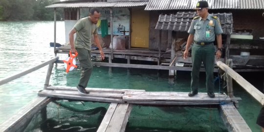 Tercemar Air Keruh, 45 Ikan Hiu di Penangkaran Karimunjawa Mati