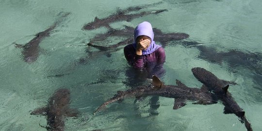 Penangkaran Hiu di Pulau Menjangan Besar Ditutup